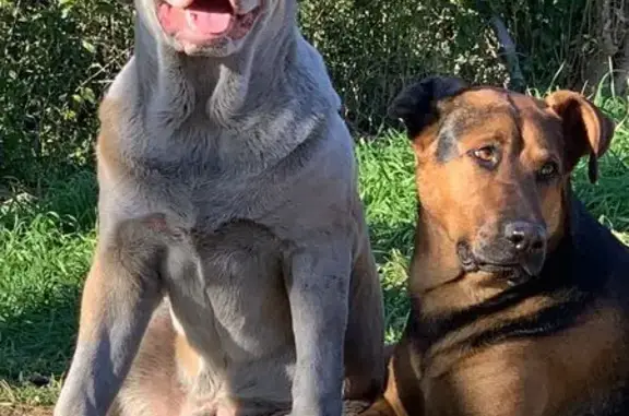 Help Find 2 Lost Male Dogs - Ambrose Dr, Dallas