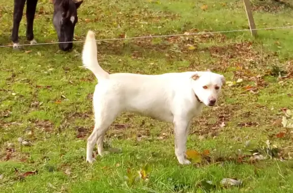 Chien perdu Saint-Mathurin, photo : Labrador femelle perdue - 3 ans