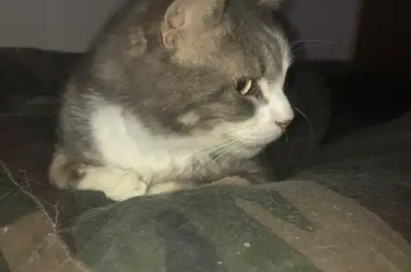 Chat gris perdu à Aubagne - photo