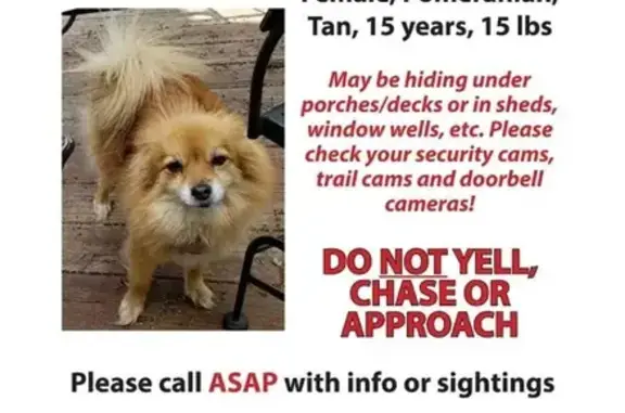 Lost Senior Pomeranian in Camden, MN!