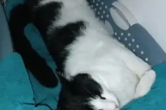 Chat perdu, , photo: Tao, chat bicolore perdu à Argenton
