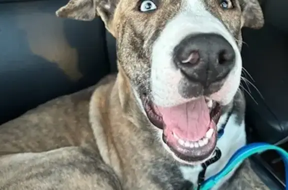 Lost Husky-Pit Mix Rocco - Blue/Green Eyes!