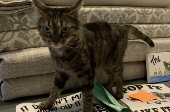 Lost Slim Tabby Cat in Westerville - Help!