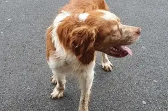 Chien perdu à La Haye-du-Puits - photo