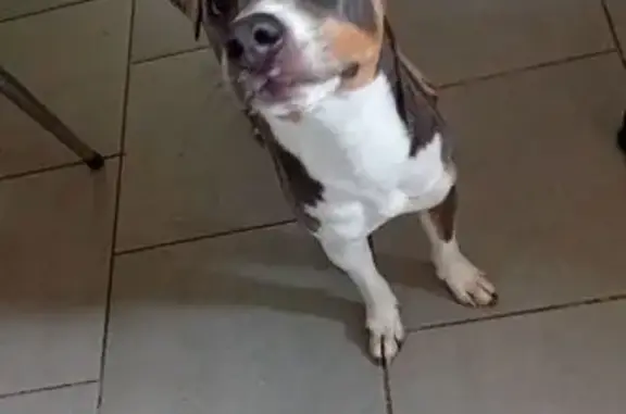 Chiot mâle trouvé - Urgence ! - photo