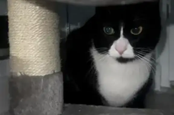 Animaux perdus Annemasse, photo: Chatte perdue à Annemasse