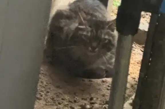 Chatte perdue et ses 3 chatons - photo
