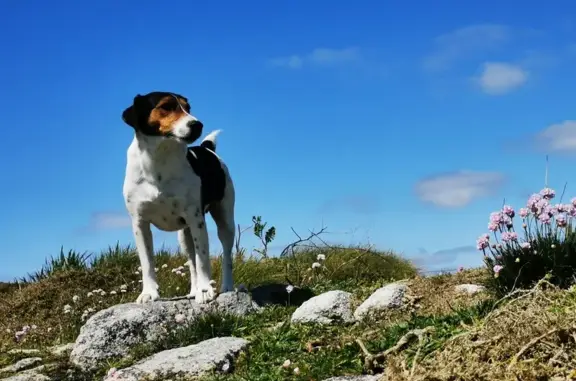 Chien perdu Cheverny, photo : Fox terrier perdu à Cheverny