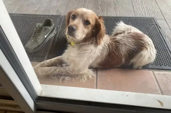 Chien trouvé Narbonne, photo: Chien épagneul trouvé à Narbonne