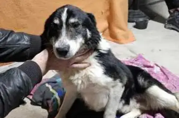 Border Collie mâle perdu trouvé - photo