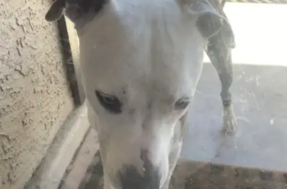 Found: Playful Brown Bully Dog in Mesa, AZ!