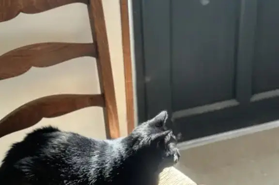 Animaux perdus , photo: Chatte noire aux yeux verts perdue