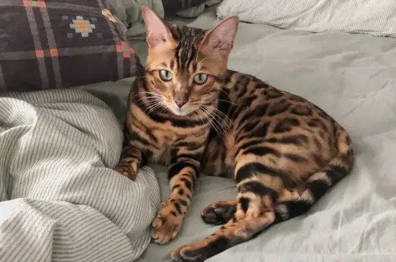 Lost Male Bengal Cat - Simpson Dr, Burlington!