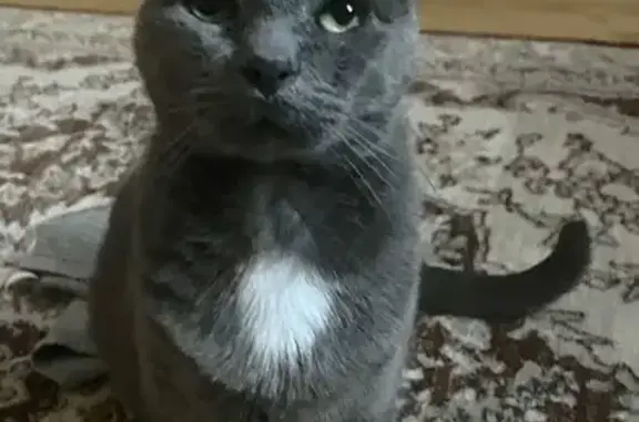 Lost Friendly Russian Blue Cat - Lake Riley!