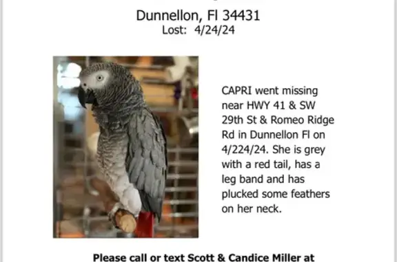 Lost African Grey Parrot - Rew...