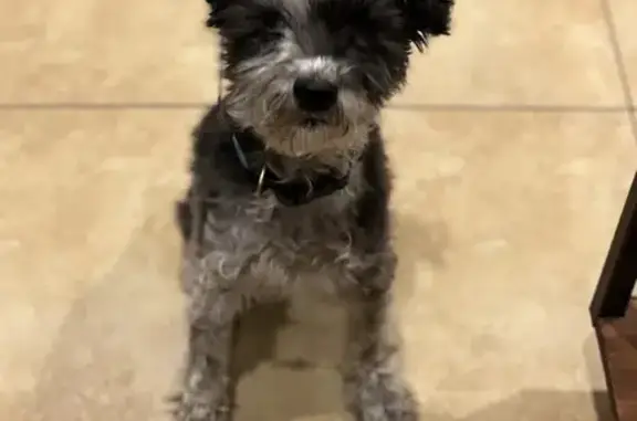 Lost Schnoodle Claude - North Whitney Ave!