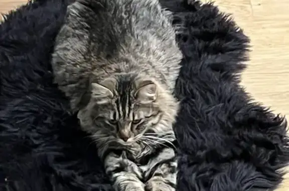 Animaux perdus Montreuil, photo: Chatte perdue à Montreuil