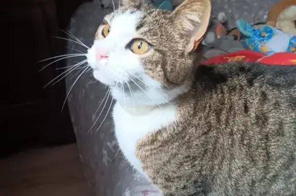 Chat tigré sociable trouvé - photo