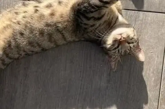 Chatte douce sans queue trouvée - photo