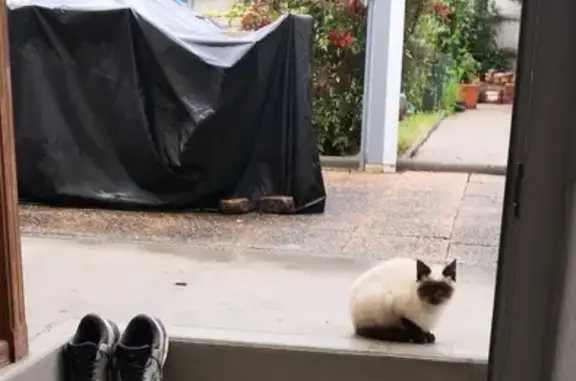 Chat siamois trouvé à Montluçon - photo