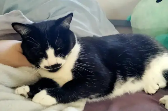 Lost Tuxedo Cat in Nampa - Help Find Her!
