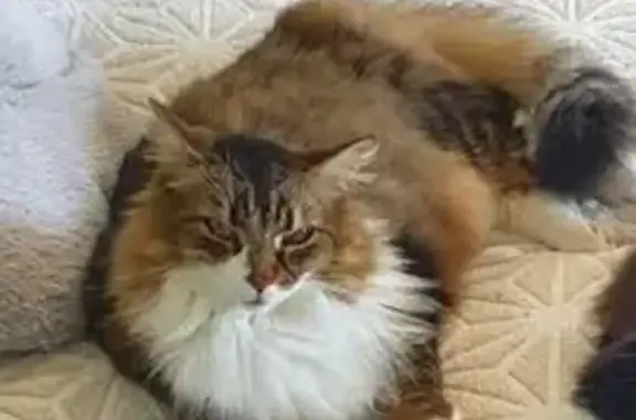 Chat perdu, Lugrin, photo: Chat Main Coon Perdu à Lugrin
