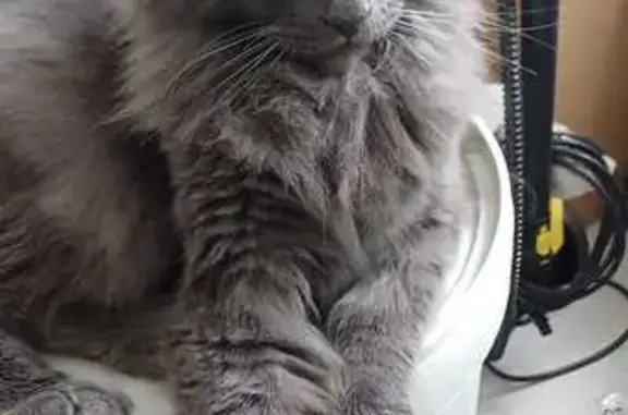 Animaux perdus , photo: Chat Maine Coon perdu à Maromme
