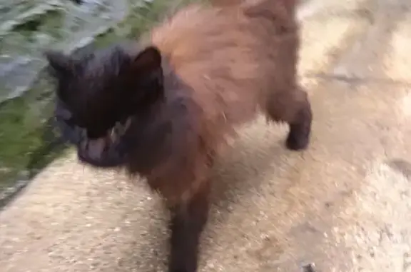 Chat croisé Maine Coon trouvé - photo
