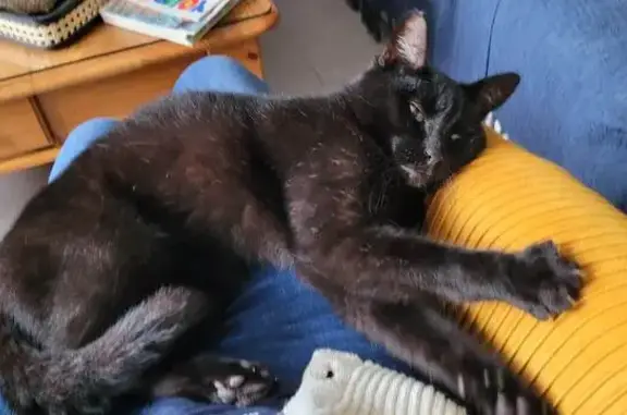 Chat perdu, Langueux, photo: Avis de recherche: Chat noir perdu