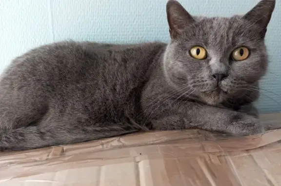 Animaux perdus Saint-Quentin, photo: Chatte chartreux perdue à St-Quentin