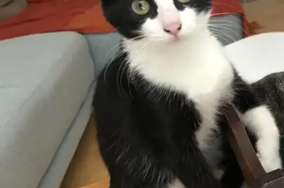 Animaux perdus Moussan, photo: Chatte noire et blanche perdue