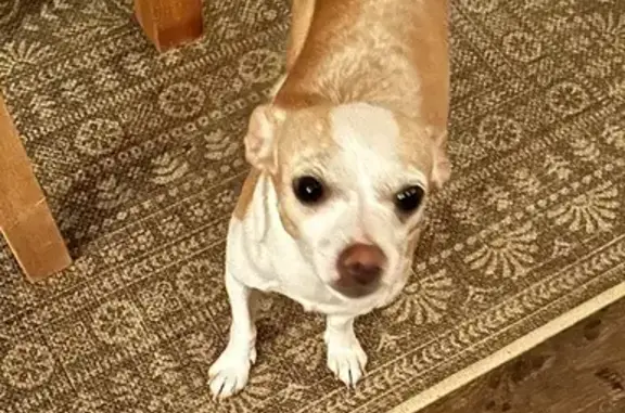Lost Chihuahua Livvy in Lewes - Call 302-258-7140