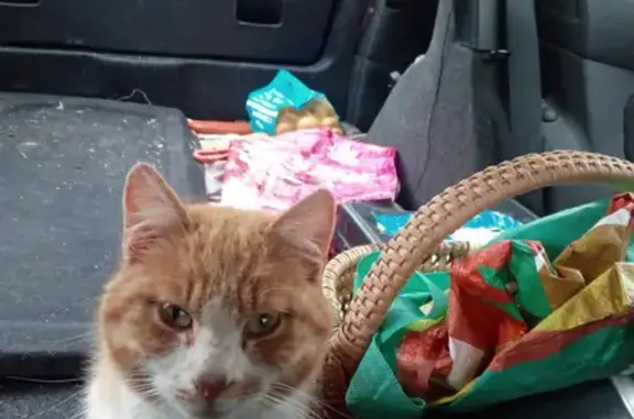 Animaux trouvés , photo: Chat jaune et blanc perdu - Gannay