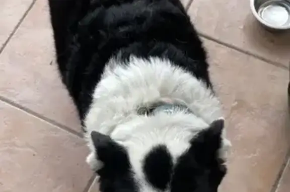 Chienne border collie trouvée - photo