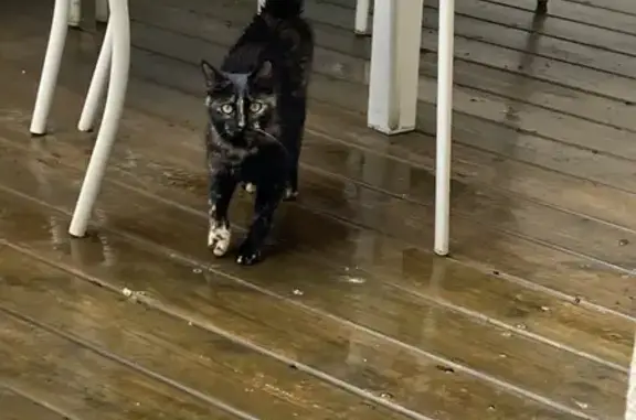 Chat écaille sauvé à Bourges - photo