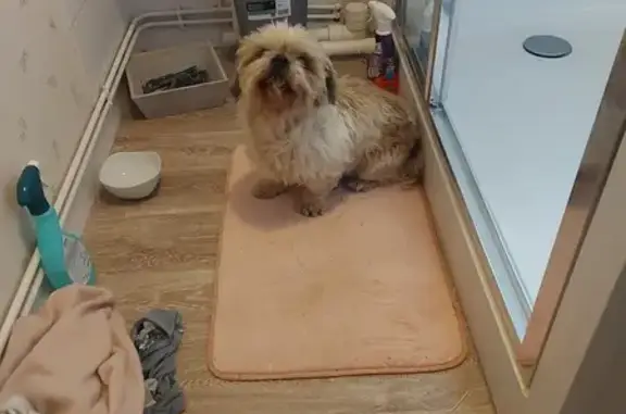 Shih Tzu blanc/crème perdu - photo