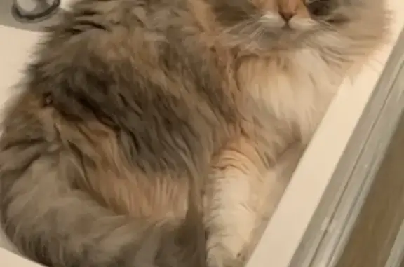Chat perdu, Rouillé, photo: Chatte Persan mixte perdue D611