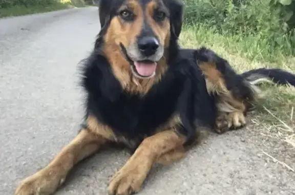 Chien perdu , photo : Chienne croisée perdue à Landudal
