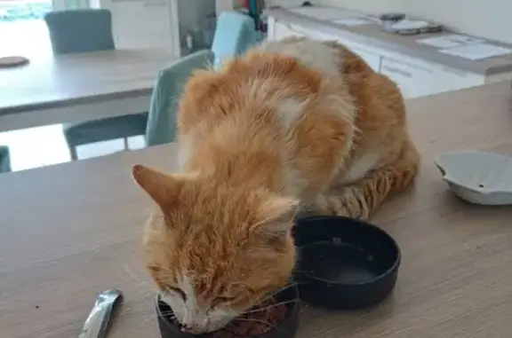 Chat roux affectueux trouvé sans voix - photo