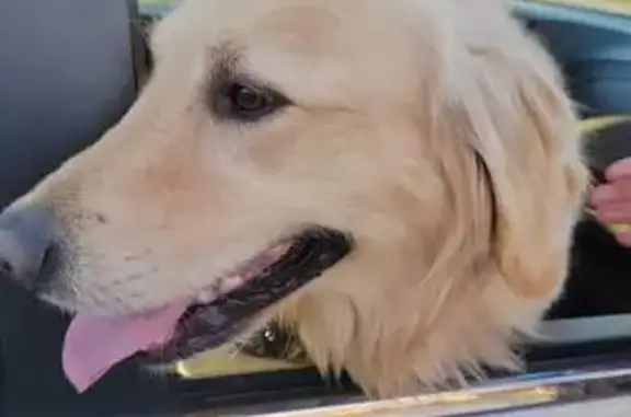 Found: Sweet Golden Dog on Marsh Road!