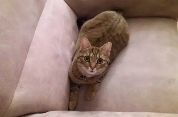 Animaux perdus , photo: Chatte CHOUCHOU perdue aux Essarts