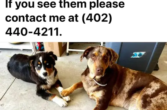 Lost Puppies Alert: Aussie & Catahoula - Help!