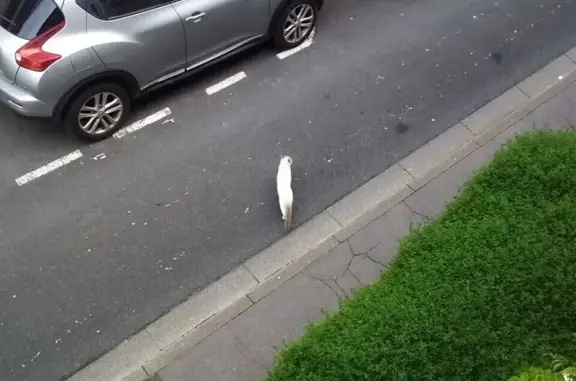 Chat trouvé à Amiens, collier - photo
