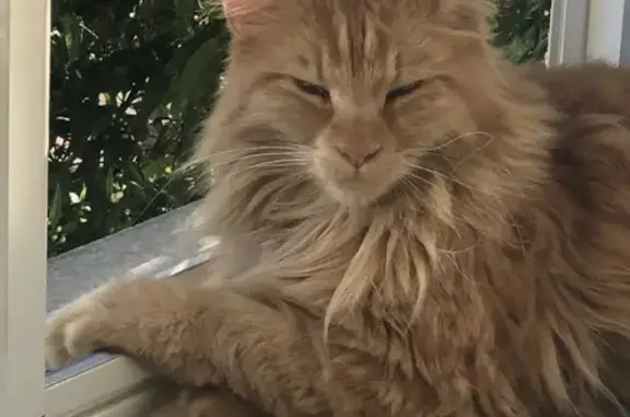 Chat perdu, Vence, photo: Chat Maine Coon Roux Perdu