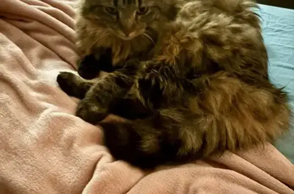 Chat perdu, Champigny-sur-Marne, photo: Chatte Maine Coon Perdue à Champigny