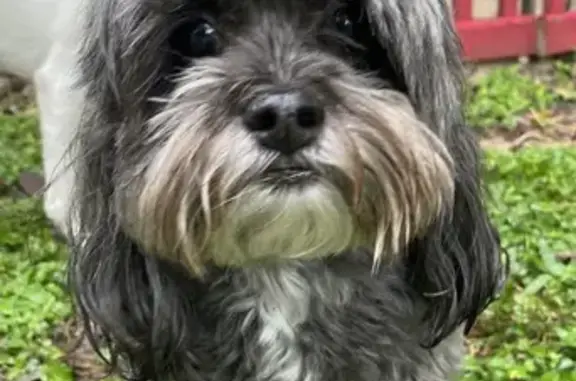 Lost Dog Alert: Senior Shih Tzu-Yorkie Mix!