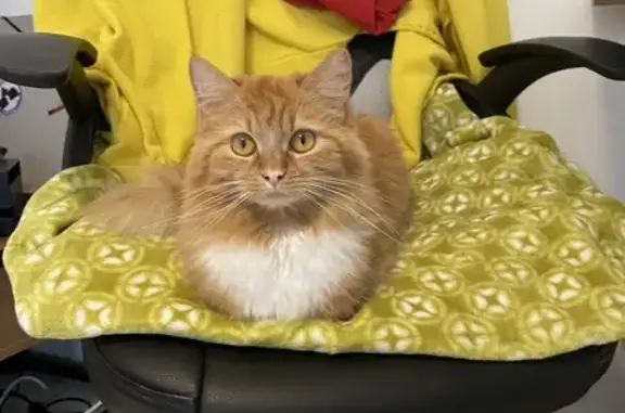 Animaux perdus Montpellier, photo: Chatte Maine Coon perdue à Montpellier
