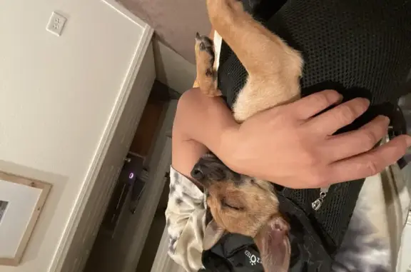 Found Puppy: Mini-Shepherd Chihuahua Mix!