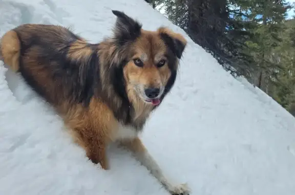 Lost Husky/Collie in Idaho Springs - Help!