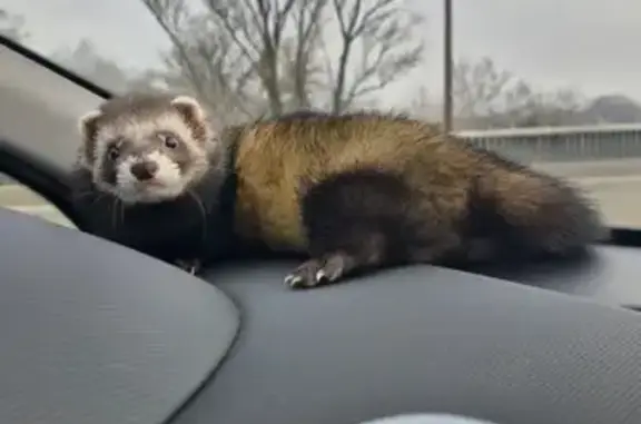 Animaux perdus , photo: Furet perdu à Théziers - 1er mai